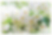 Мат на стол Fenghua "Flowers",  43.5х28 см (рисунок в ассортименте)