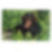 Салфетка "Обезьянка ФОТО" 6д 39*25см