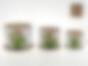 Горшки для цветов, набор 3шт. "Фрезия" d=18/14,5/11,5см h=14/12/10см v=3000/1500/850мл (без подарочной упаковки)